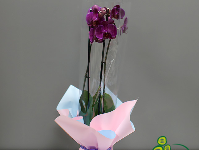 Фиолетовая орхидея большая из 2 веток Фото